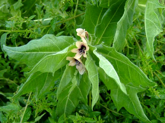 Henbane